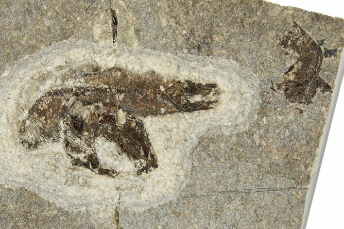 Oligocene Fossil Fish (Clupea sardinites) - Poland #320598